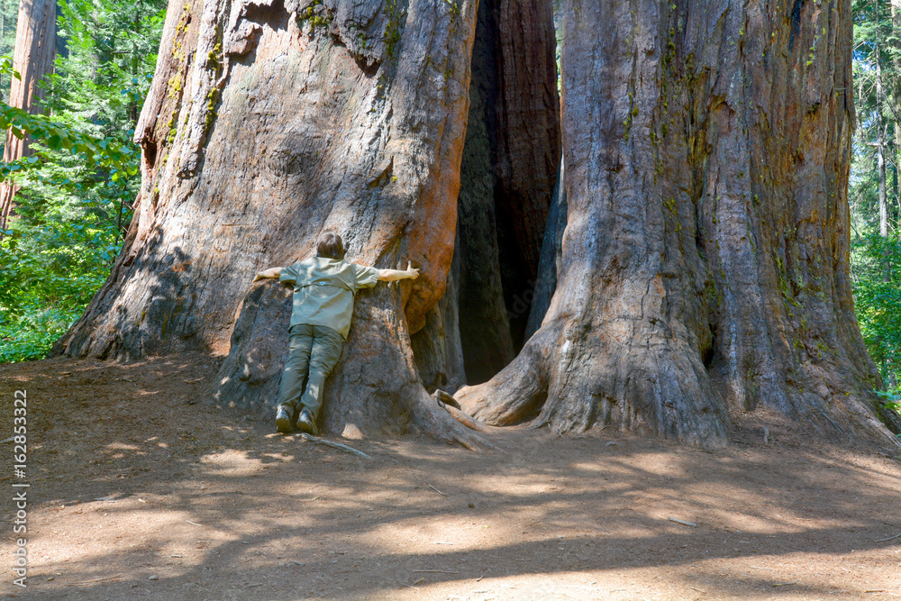 Young man embracing the base of the trunk of a giant tree, Sequoiadendron giganteum, at Calaveras Big Trees State Park, to provide a scale for size comparisso