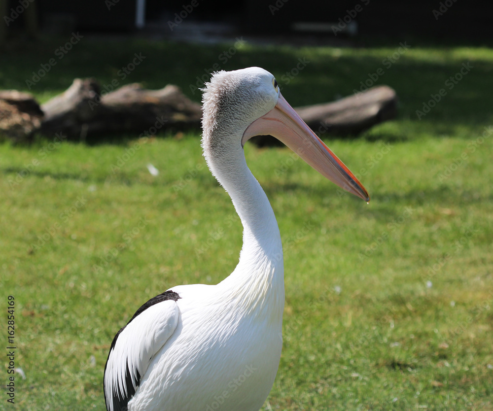 Australian pelican (Pelecanus conspicillatus) Australian pelican (Pelecanus conspicillatus)