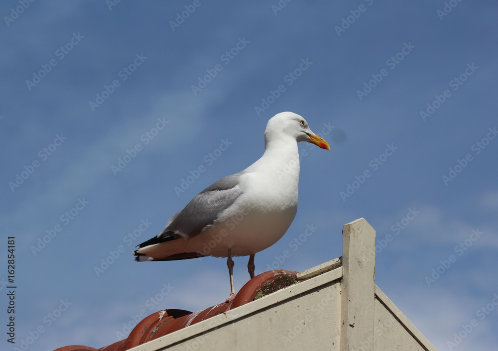 The European Herring Gull The European Herring Gull