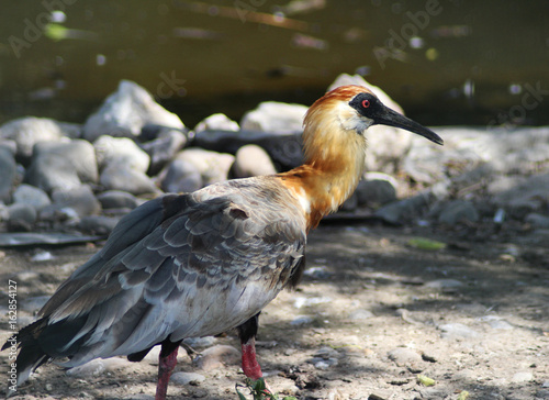 Black faced ibis (Theristicus melanopis) photo