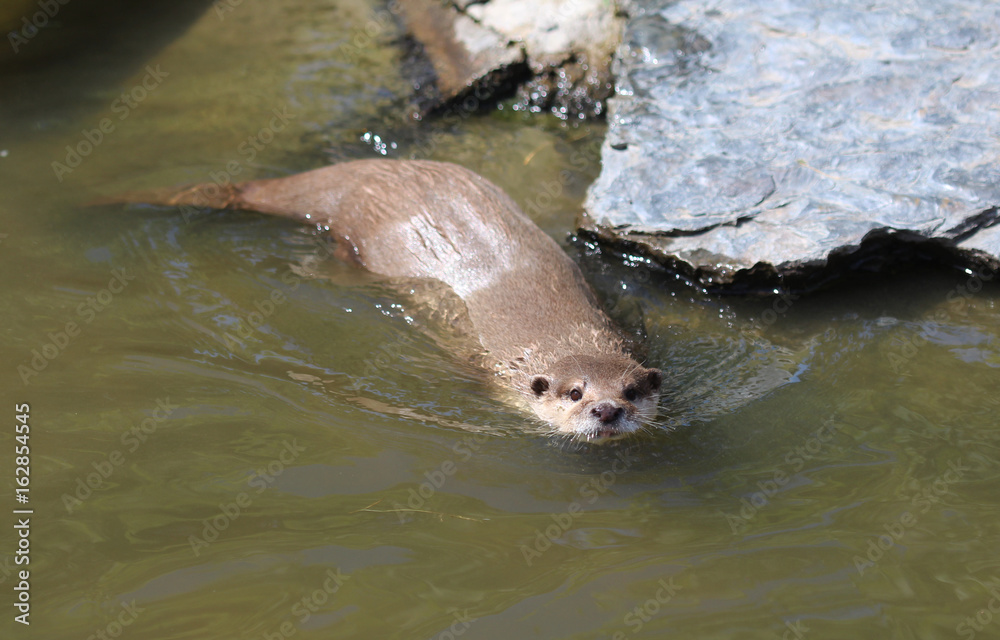 Obraz premium Asian Small clawed otter