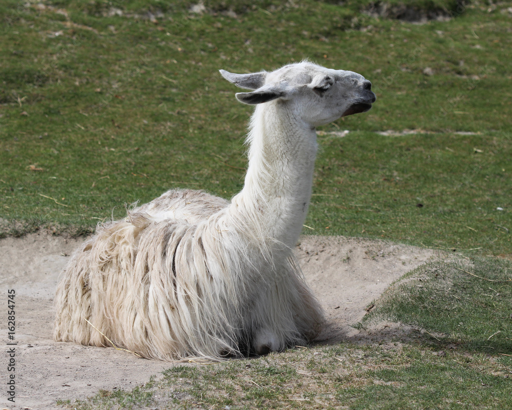Obraz premium Lama (lama glama)