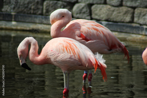 Group Chilean flamingo