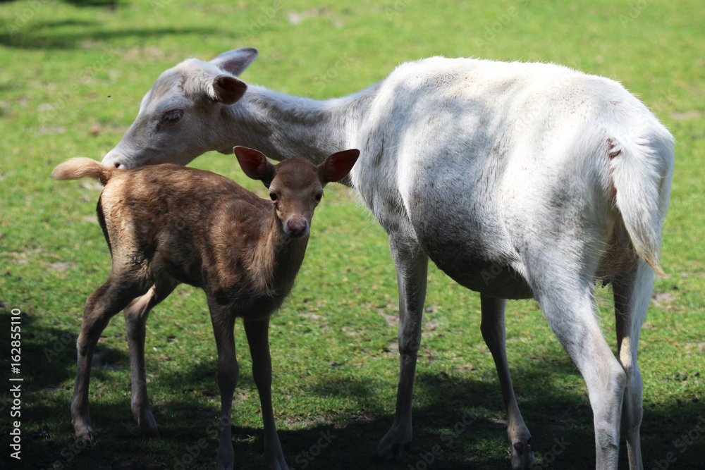 Fototapeta premium Fallow deer (Dama dama) with young