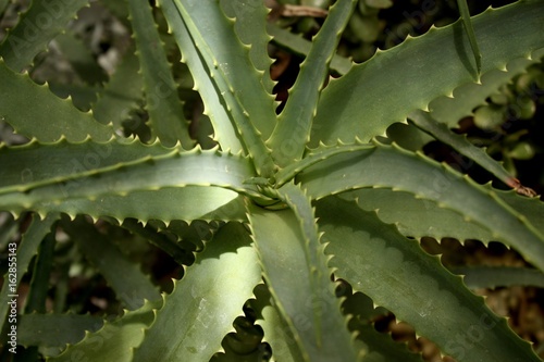 Aloe Vera Plant photo