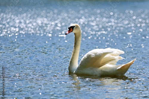 Big mute swan on shining blue lake