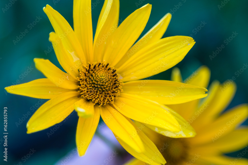 Yellow gatsaniya. A blossoming flower in the garden. English garden. Summer. At sunset. Yellow gatsaniya. A blossoming flower in the garden. English garden. Summer. At sunset.