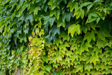 Wilder Wein (Vitis vinifera subsp. sylvestris) wächst an einer Mauer