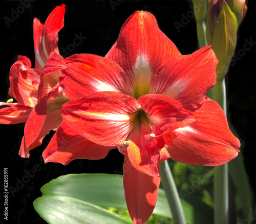 HDR Photo image of a red Amarillis flower photo