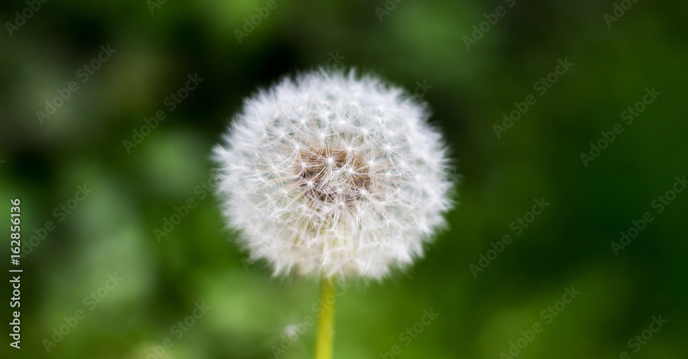 Pusteblume