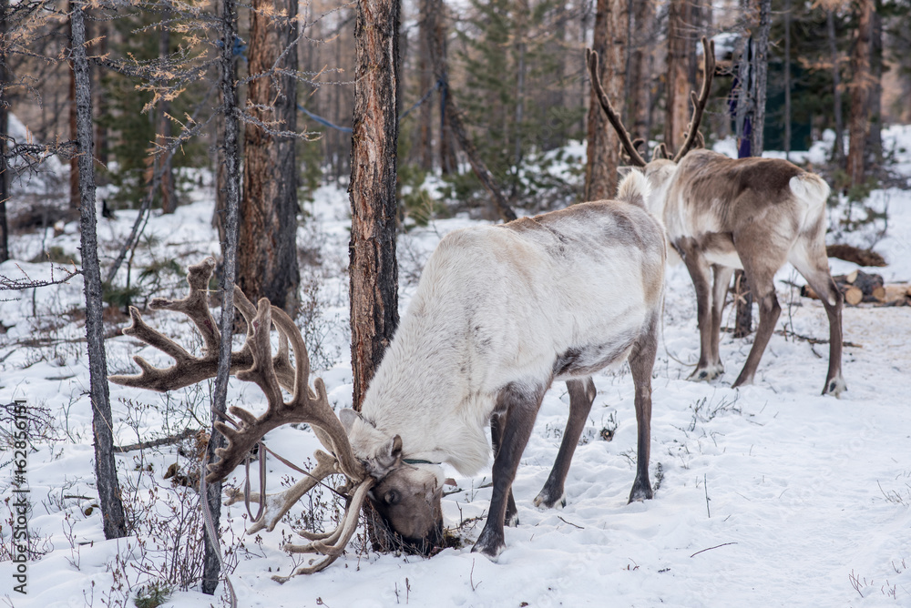 Mongolian Reindeer in traditionally Tsaatan family on their reindeers at Taiga, Mongolia Mongolian Reindeer in traditionally Tsaatan family on their reindeers at Taiga, Mongolia
