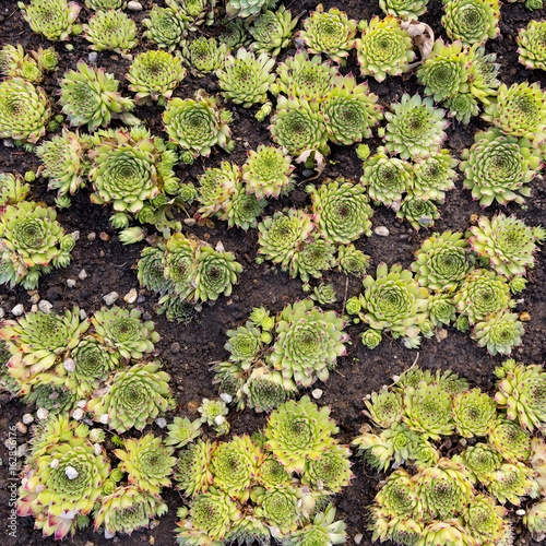 Sempervivum plant herb