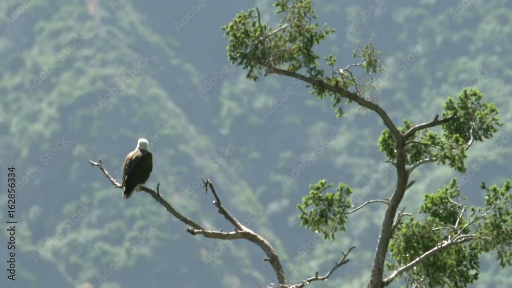Bald Eagle resting by nest in San Gabriel Mountains National Monument California