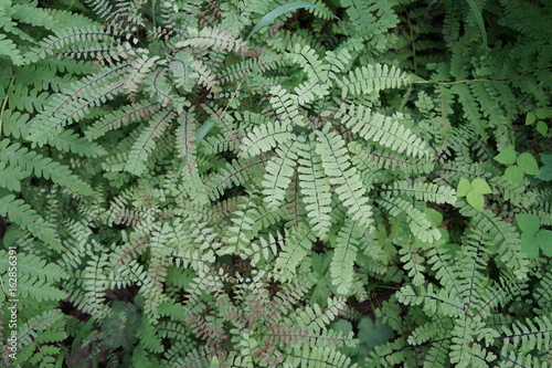 Maidenhair Fern