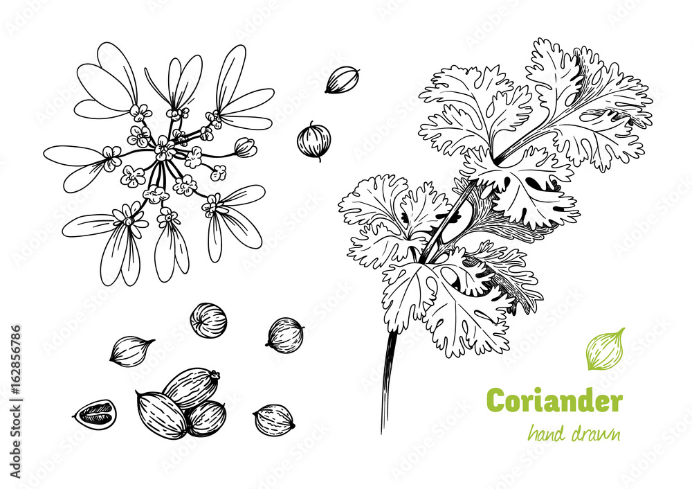 Coriander plant, flowers, leaves and seeds vector hand drawn