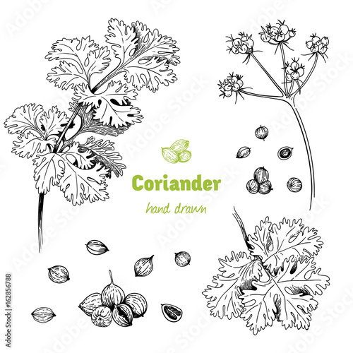 Coriander plant, flowers,  leaves and seeds vector hand drawn illustration © Olga Serova