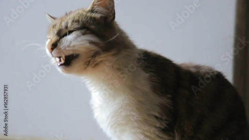 Cat yawning photo