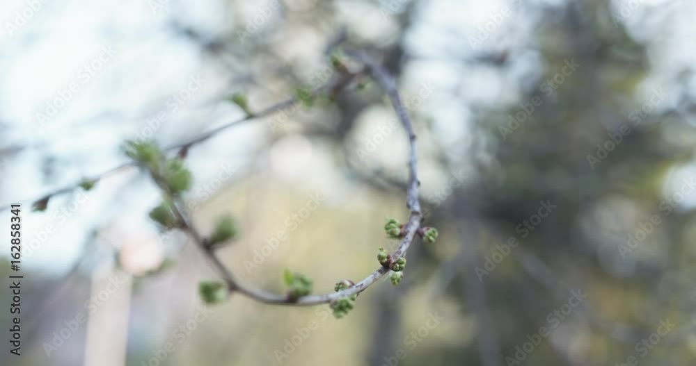 handheld shot of first buds on branch in spring day handheld shot of first buds on branch in spring day