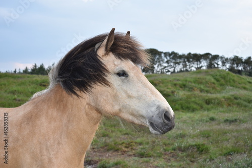 Horse Denmark Europe
