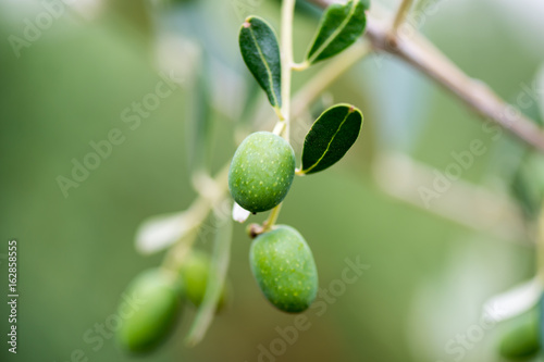 Wallpaper Mural Olives attached to plant in the garden Torontodigital.ca