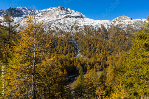 Yellow trees and full of snow mountain peaks in early autumn in Switzerland