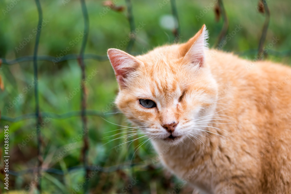 Orange cat without an eye