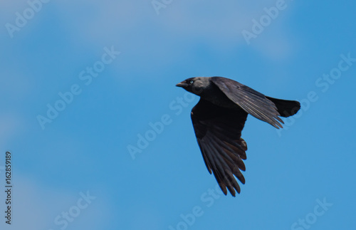 jackdaw in flight