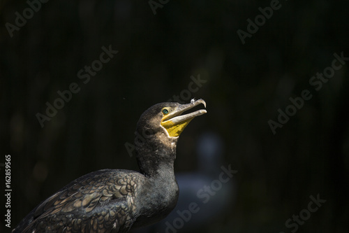 Great Cormorant (Phalacrocorax lucinus)