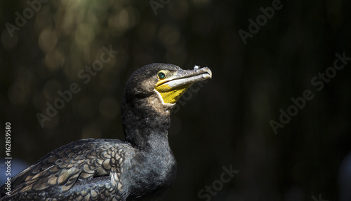 Great Cormorant (Phalacrocorax lucinus)