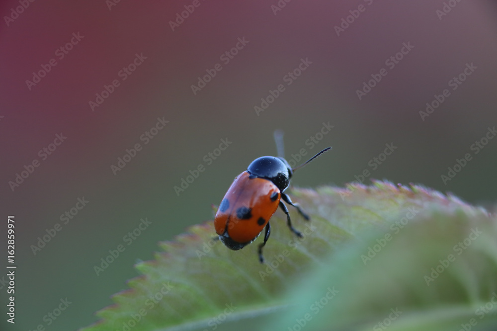 COCCINELLE COCCINELLE