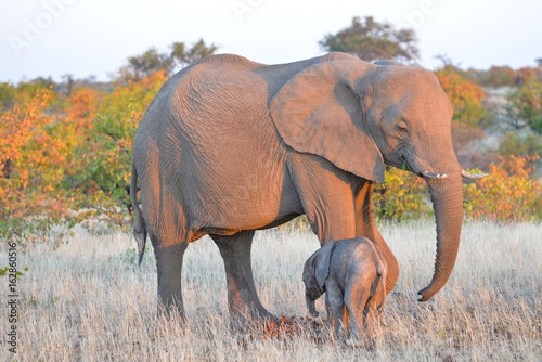 Photography Elefant