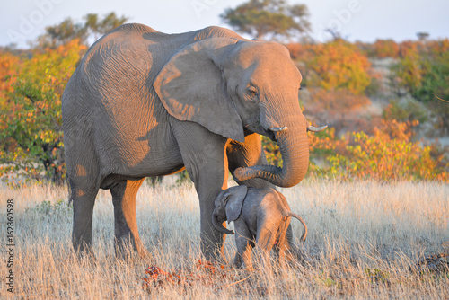 Photography Elefant