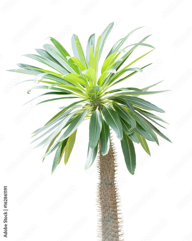 Madagascar palm tree (Pachypodium lamerei) Madagascar palm tree (Pachypodium lamerei)