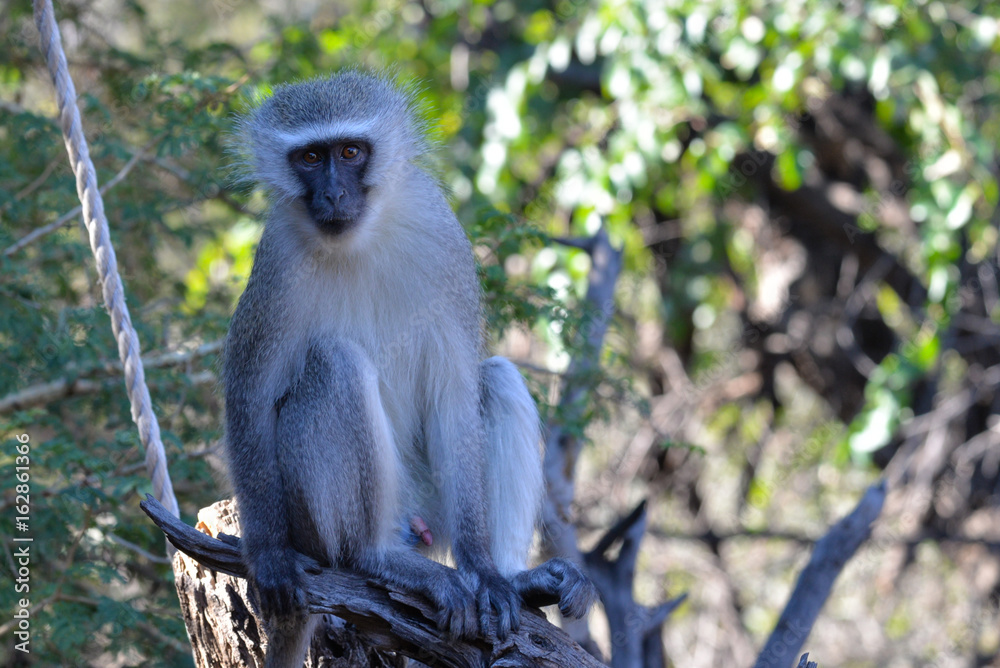 Fototapeta premium grüne Meerkatze