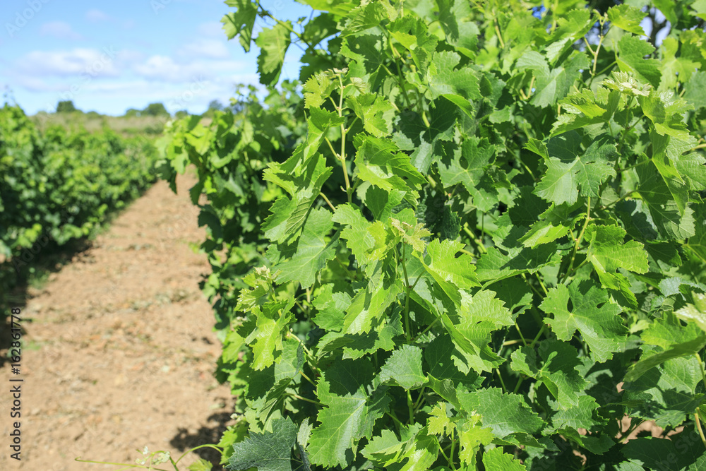 Vineyard in the  south of France