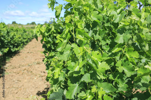 Vineyard in the south of France