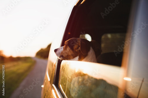 Small dog breed Jack Russell Terrier looks to sunset from the open can window