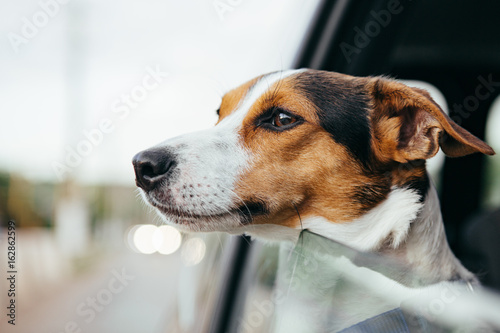 Small dog breed Jack Russell Terrier looks out the open window of the car. Closeup © kkolosov