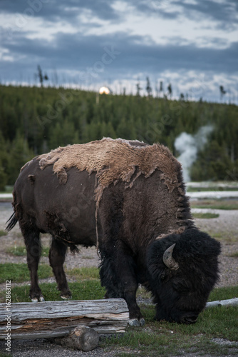 Bison Eating Grass During Sunset in Biscuit Basin in Yellowstone National Park, Wyoming