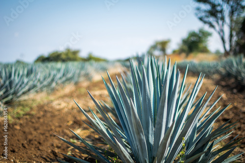 Agave Plant photo