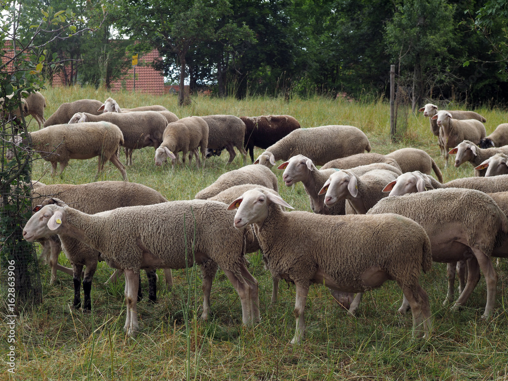 Obraz premium Schafsherde