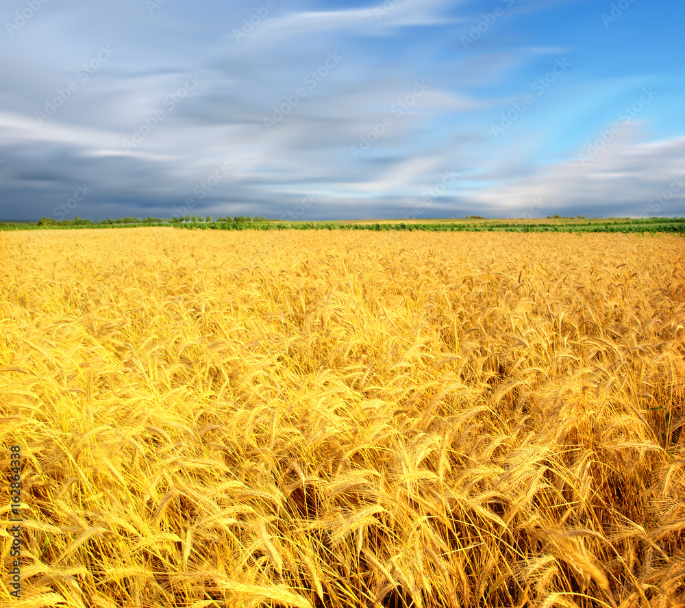 Fototapeta premium wheat field at the sunset