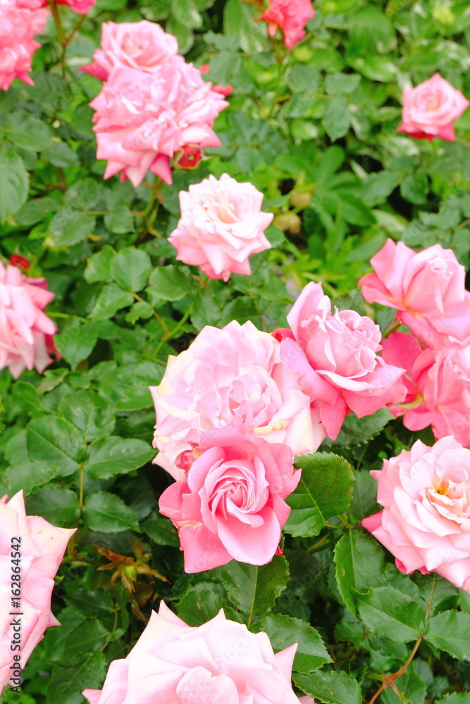 大輪の薔薇 プリンセスチチブ 大輪の薔薇 プリンセスチチブ