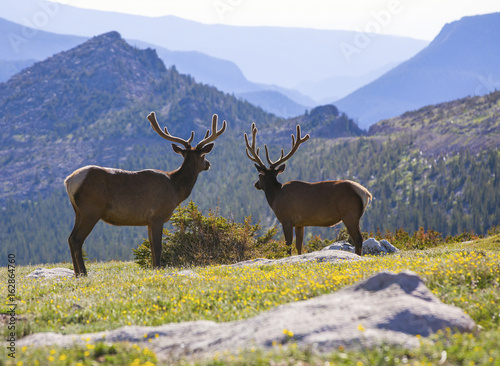 Bull Elks in Rocky Mountain National Park  Colorado
