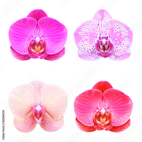 Collection  of orchid isolated on white background