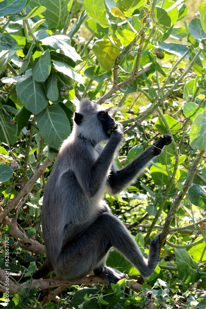 monkey in Sri Lanka
