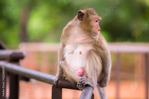 Monkey sitting Absent-minded