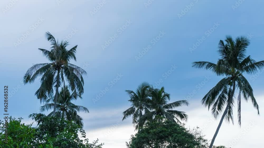 Palm Trees in Cloudy Weather Timelapse Palm Trees in Cloudy Weather Timelapse