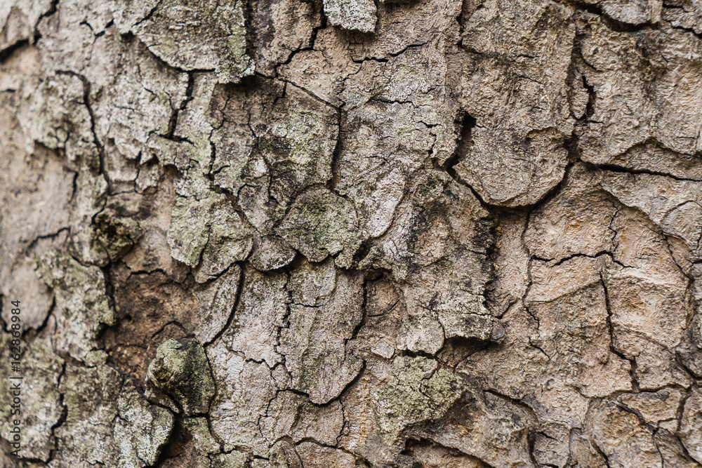 Old Bark Tree texture background, Brown Tree trunk Old Bark Tree texture background, Brown Tree trunk