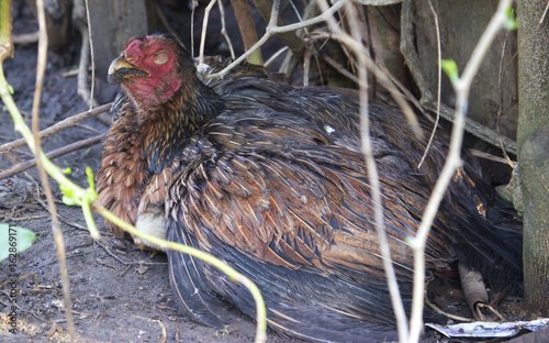 Sick chicken